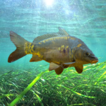 3dcarp2