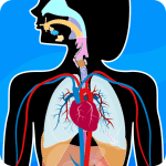 human anatomy body parts